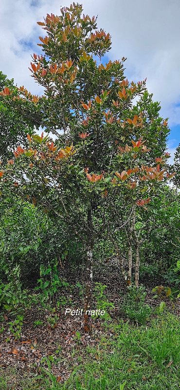 34 Labourdonnaisia calophylloides Petit natte Sapotaceae ENDEMIQUE LA REUNION, MAURICE 