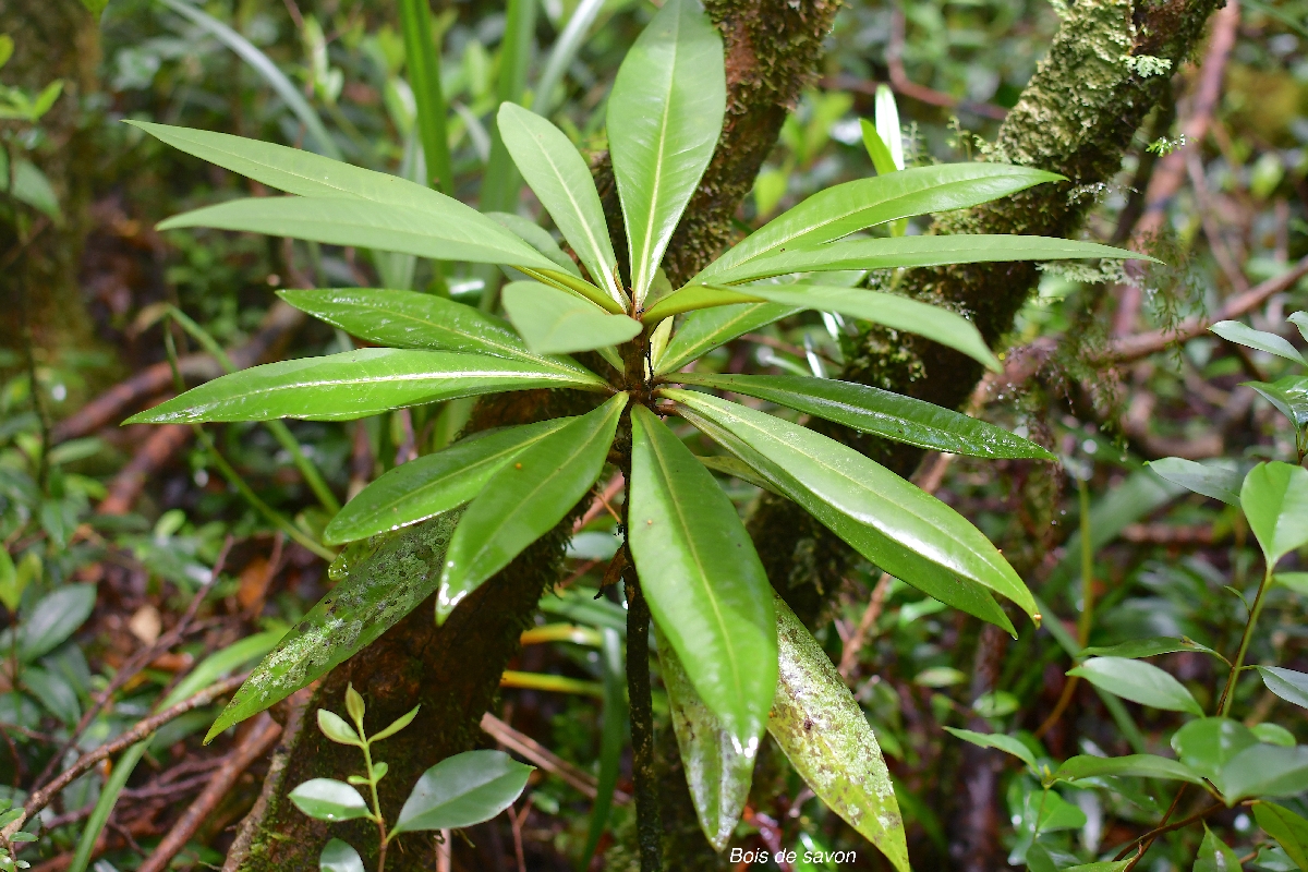 35 Badula borbonica Bois de savon Primulaceae ENDEMIQUE LA REUNION