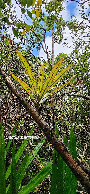 36 Badula barthesia Bois de savon Primulaceae ENDEMIQUE LA REUNION 