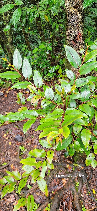 37 Phyllanthus phillyreifolius Bois de cafrine Phyllanthaceae ENDEMIQUE LA REUNION, MAURICE 