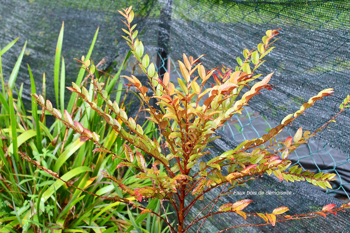 38 Phyllanthus consanguineus Faux bois de demoiselle Phyllanthaceae ENDEMIQUE LA REUNION .jpeg