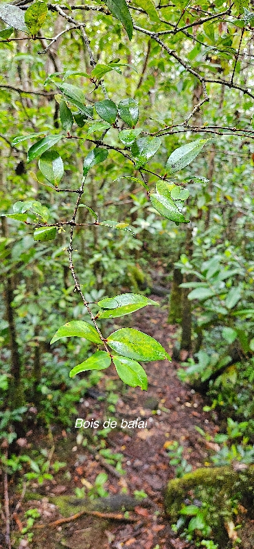 39 Memecylon confusum Bois de balai Melastomataceae ENDEMIQUE LA REUNION  