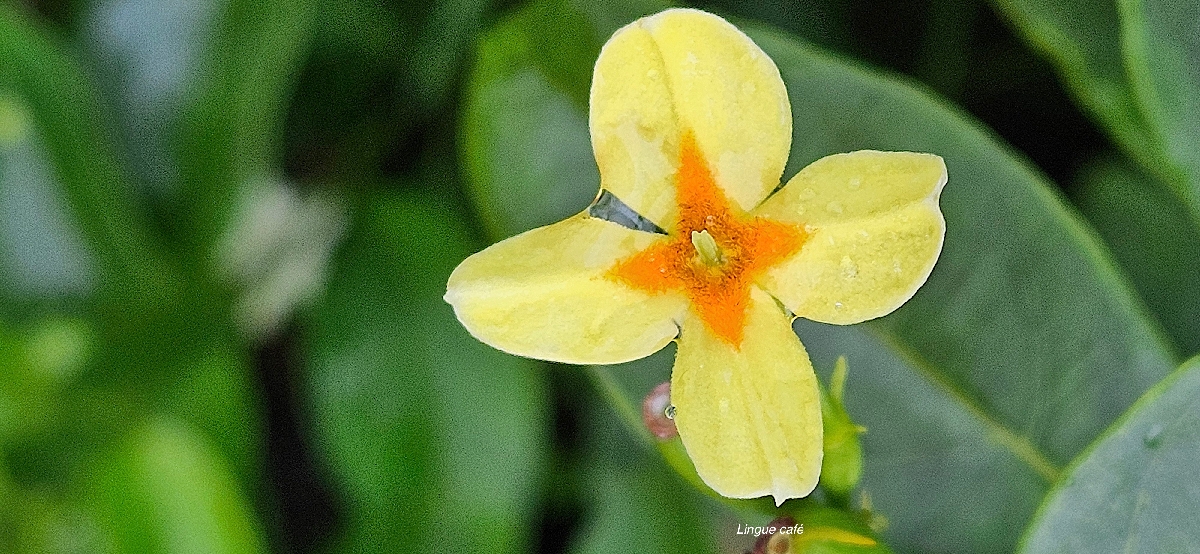 4 Mussaenda arcuata Lingue café Rubiaceae INDIGENE LA REUNION 