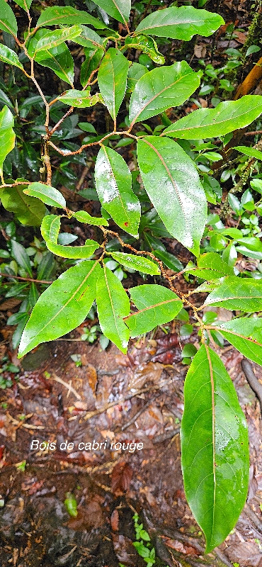 40 Casearia coriacea Bois de cabri rouge Salicaceae ENDEMIQUE LA REUNION , MAURICE .jpeg