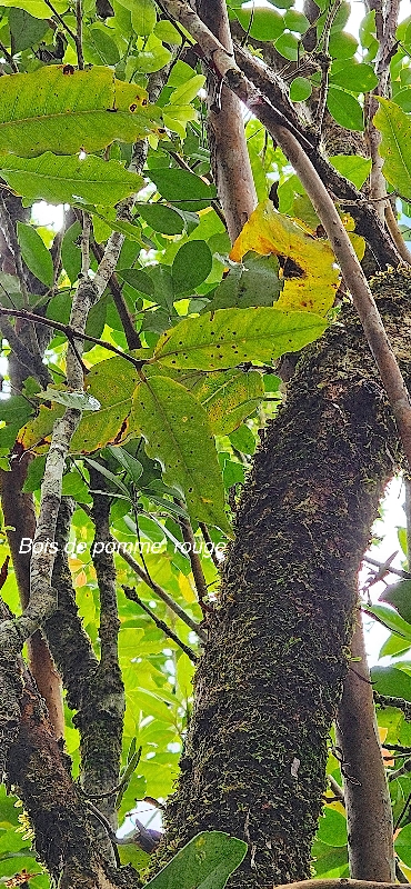 41 Syzygium cymosum Bois de pomme rouge Myrtaceae ENDEMIQUE LA REUNION, MAURICE.jpeg