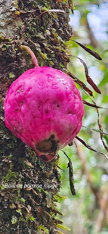 42 Syzygium cymosum Bois de pomme rouge Myrtaceae ENDEMIQUE LA REUNION .jpeg