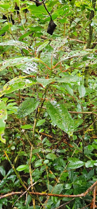 43 Apodytes dimidiata peau gris Metteniusaceae INDIGENE LA REUNION .jpeg