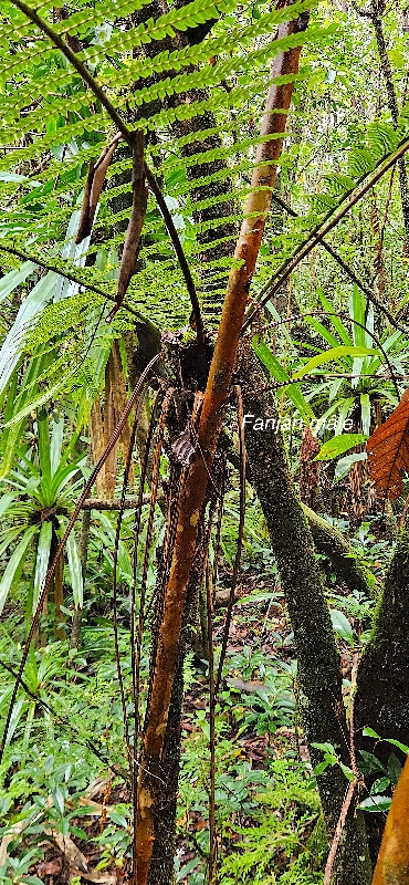 44 Alsophila borbonica Fanjan MALE Cyatheaceae ENDEMIQUE LA REUNION, MAURICE .jpeg