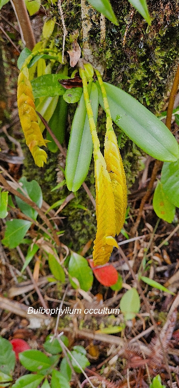 45 Bulbophyllum occultum Orchidaceae INDIGENE LA REUNION .jpeg