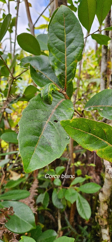 46 Homalium paniculatum Corce blanc Salicaceae ENDEMIQUE LA REUNION, MAURICE .jpeg