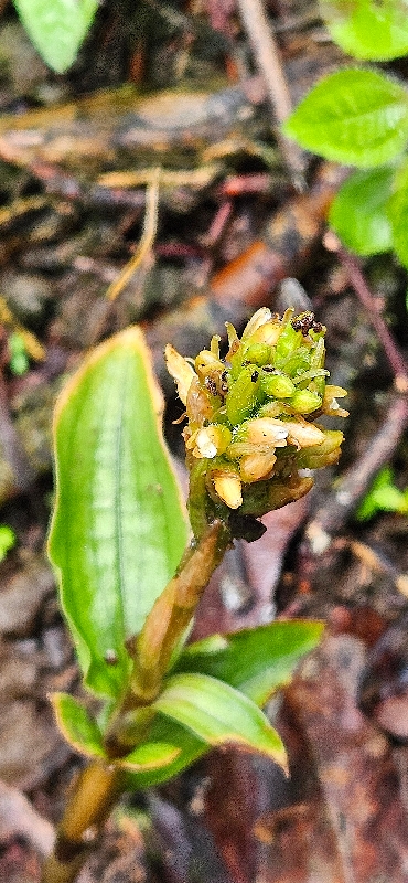 47 Platylepis densiflora ? Orchidaceae ENDEMIQUE LA REUNION, MAURICE .jpeg