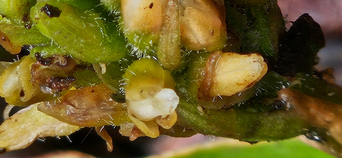 48 Platylepis densiflora ? Orchidaceae ENDEMIQUE LA REUNION, MAURICE .jpeg