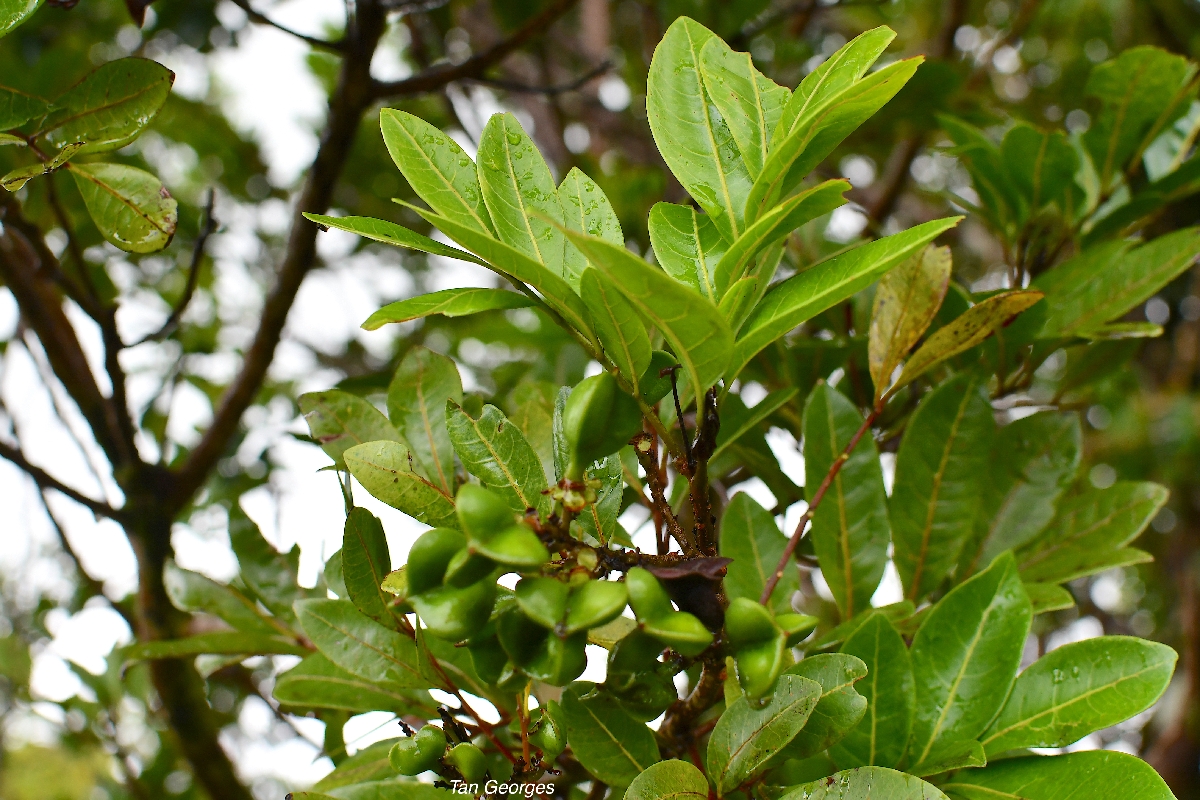 5  Molinaea alternifolia Tan Georges Sapindaceae ENDEMIQUE LA REUNION, MAURICE 