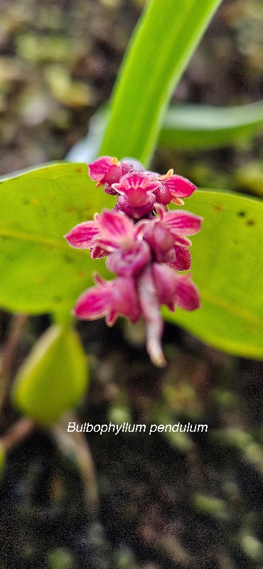 50 Bulbophyllum pendulum Orchidaceae ENDEMIQUE LA REUNION, MAURICE .jpeg