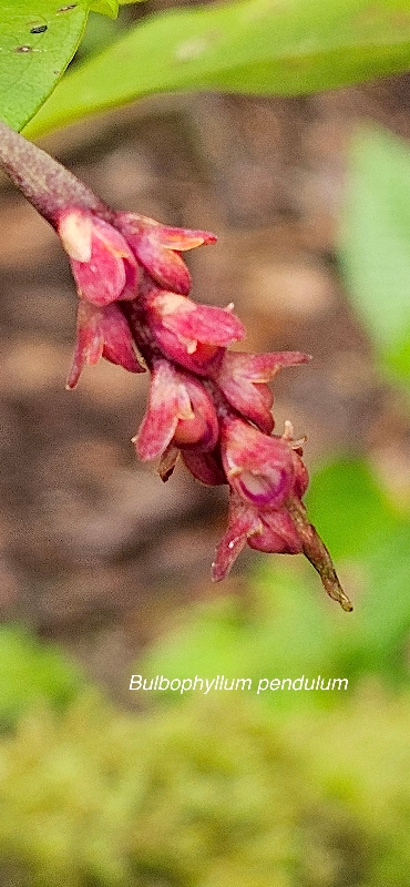51.  Bulbophyllum pendulum Orchidaceae ENDEMIQUE LA REUNION, MAURICE .jpeg