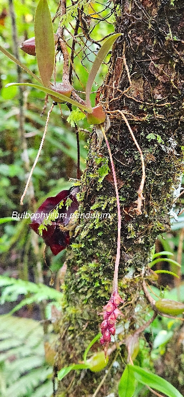 52 Bulbophyllum pendulum Orchidaceae ENDEMIQUE LA REUNION,MAURICE .jpeg