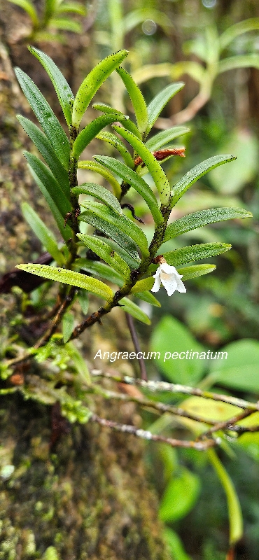 53 Angraecum pectinatum Orchidaceae ENDEMIQUE LA REUNION, MAURICE .jpeg