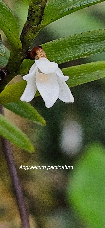 54 Angraecum pectinatum Orchidaceae ENDEMIQUE LA REUNION,MAURICE .jpeg