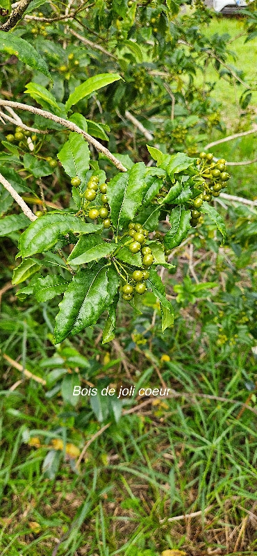 55 Pittosporum senacia Bois de joli coeur  Pittosporaceae INDIGENE LA REUNION .jpeg