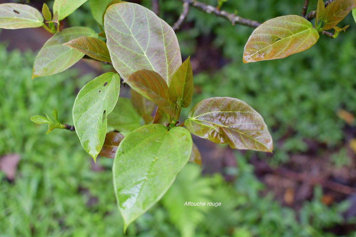 56 Ficus mauritiana Affouche rouge Moraceae ENDEMIQUE LA REUNION, MAURICE .jpeg