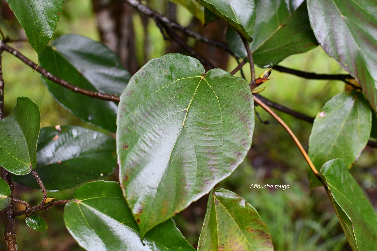 57 Ficus mauritiana Affouche rouge Moraceae ENDEMIQUE LA REUNION,MAURICE .jpeg