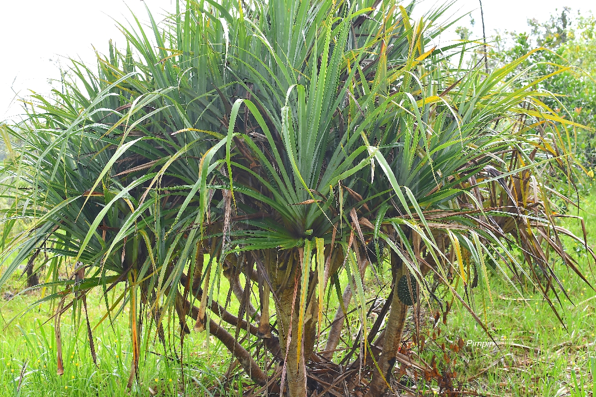 58 Pandanus montanus Pimpin Pandanaceae ENDEMIQUE LA REUNION.jpeg