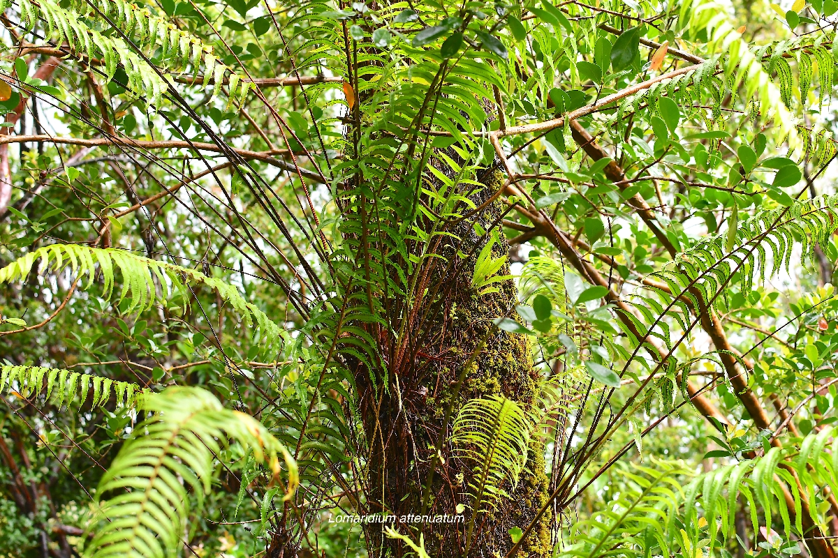 59 Lomaridium attenuatum Blechnaceae INDIGENE LA REUNION .jpeg
