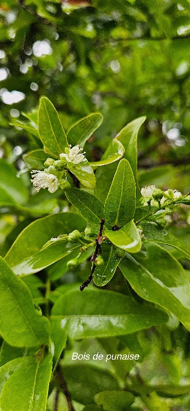 6 Grangeria borbonica Bois de punaise Chrysobalanaceae ENDEMIQUE LA REUNION, MAURICE 