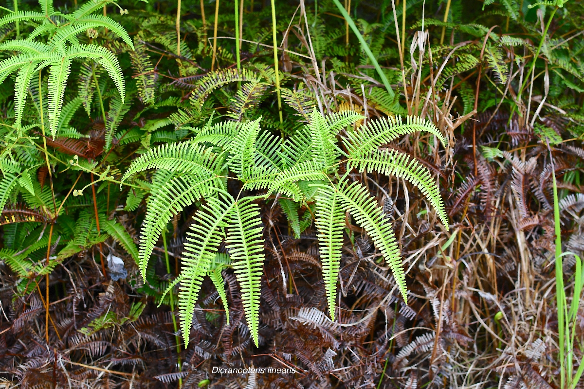 60 Dicranopteris linearis Gleicheniaceae INDIGENE LA REUNION.jpeg