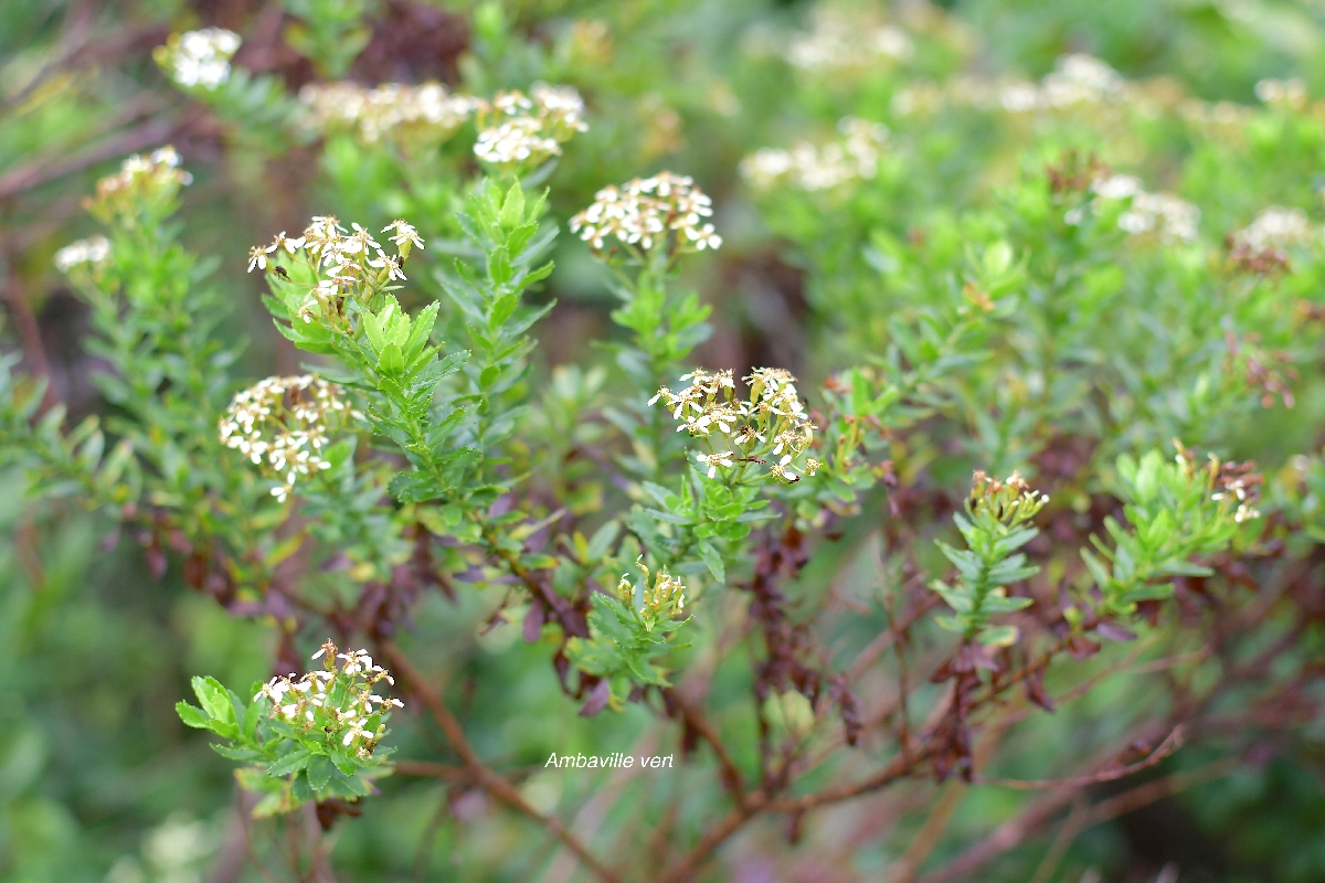 61 Hubertia ambavilla Ambaville vert Asteraceae ENDEMIQUE LA REUNION, MAURICE .jpeg