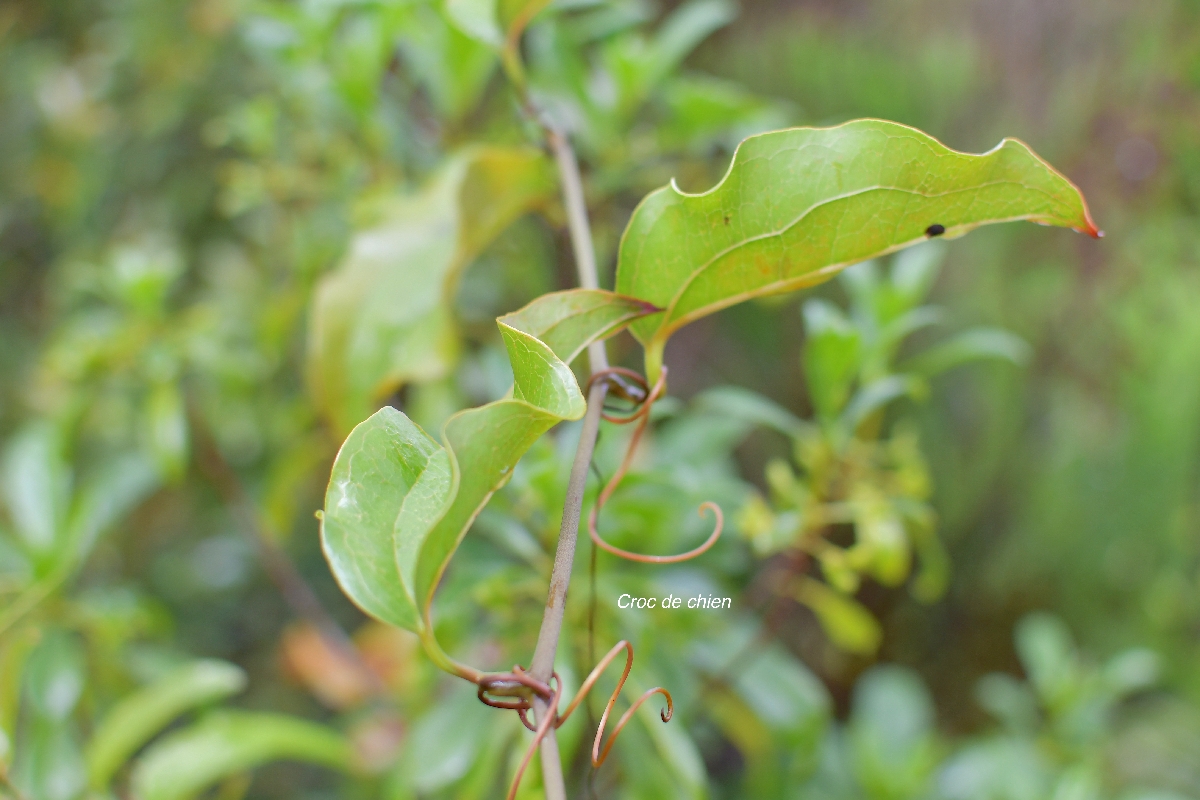 62 Smilax anceps Croc de chien Smilacaceae INDIGENE LA REUNION