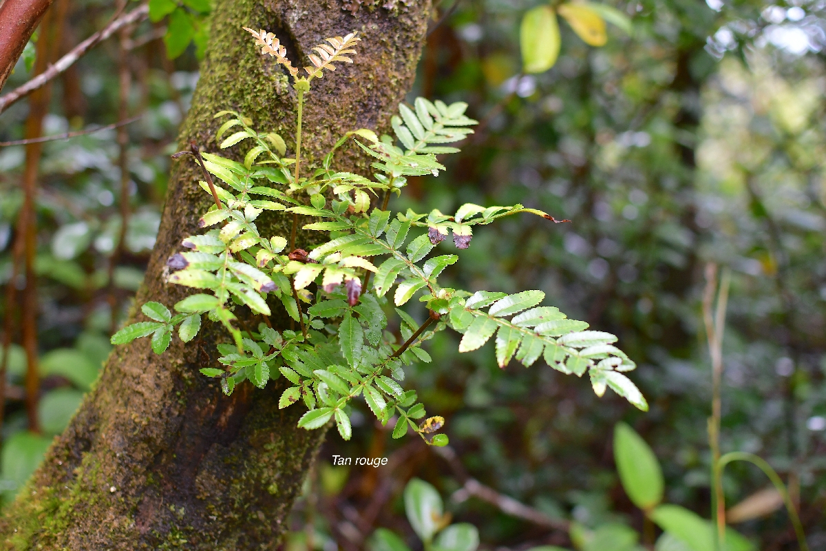 63 Weinmannia tinctoria Tan rouge Cunoniaceae ENDEMIQUE LA REUNION, MAURICE