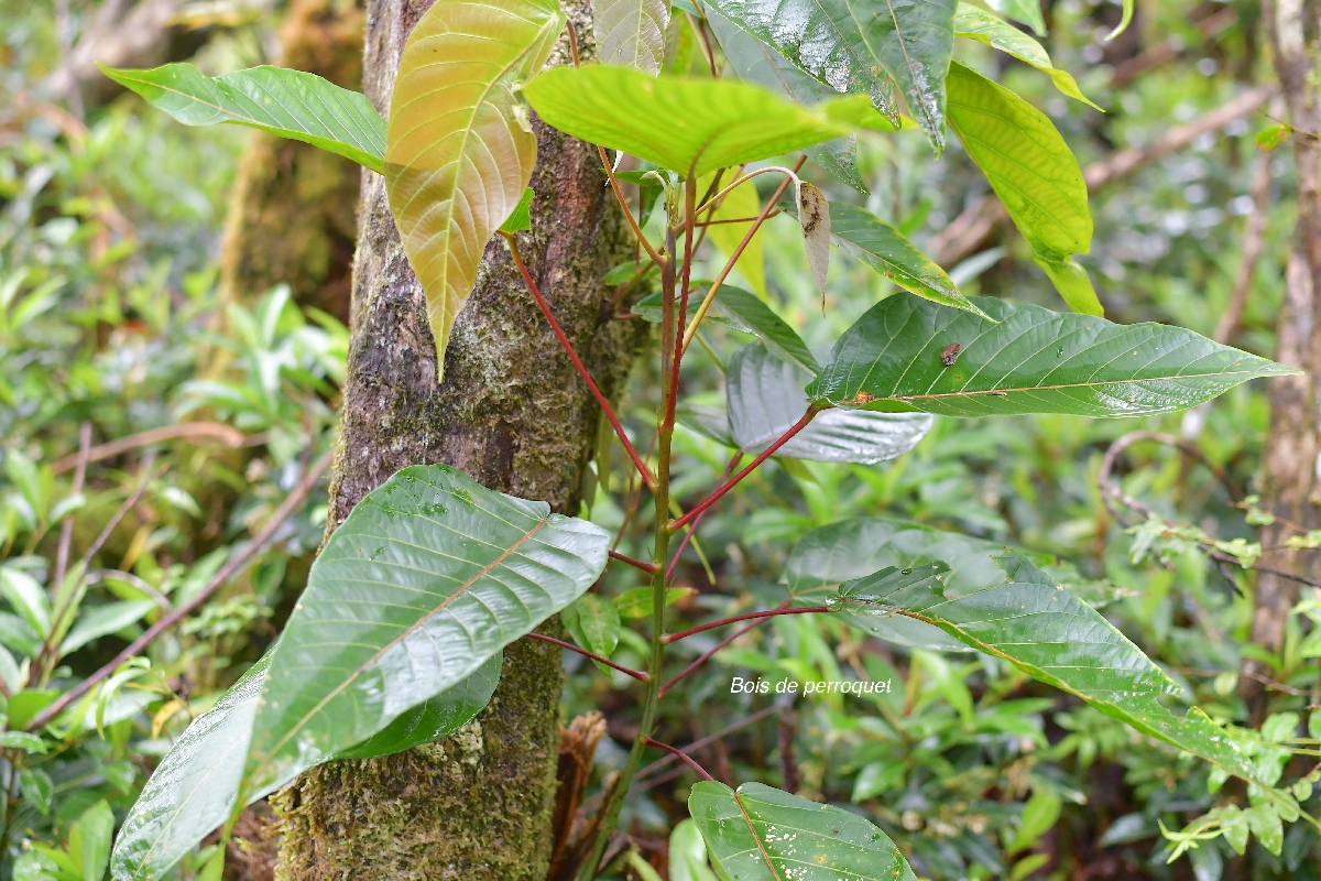 64 Hancea integrifolia Bois de perroquet Euphorbiaceae ENDEMIQUE LA REUNION, MAURICE .jpeg