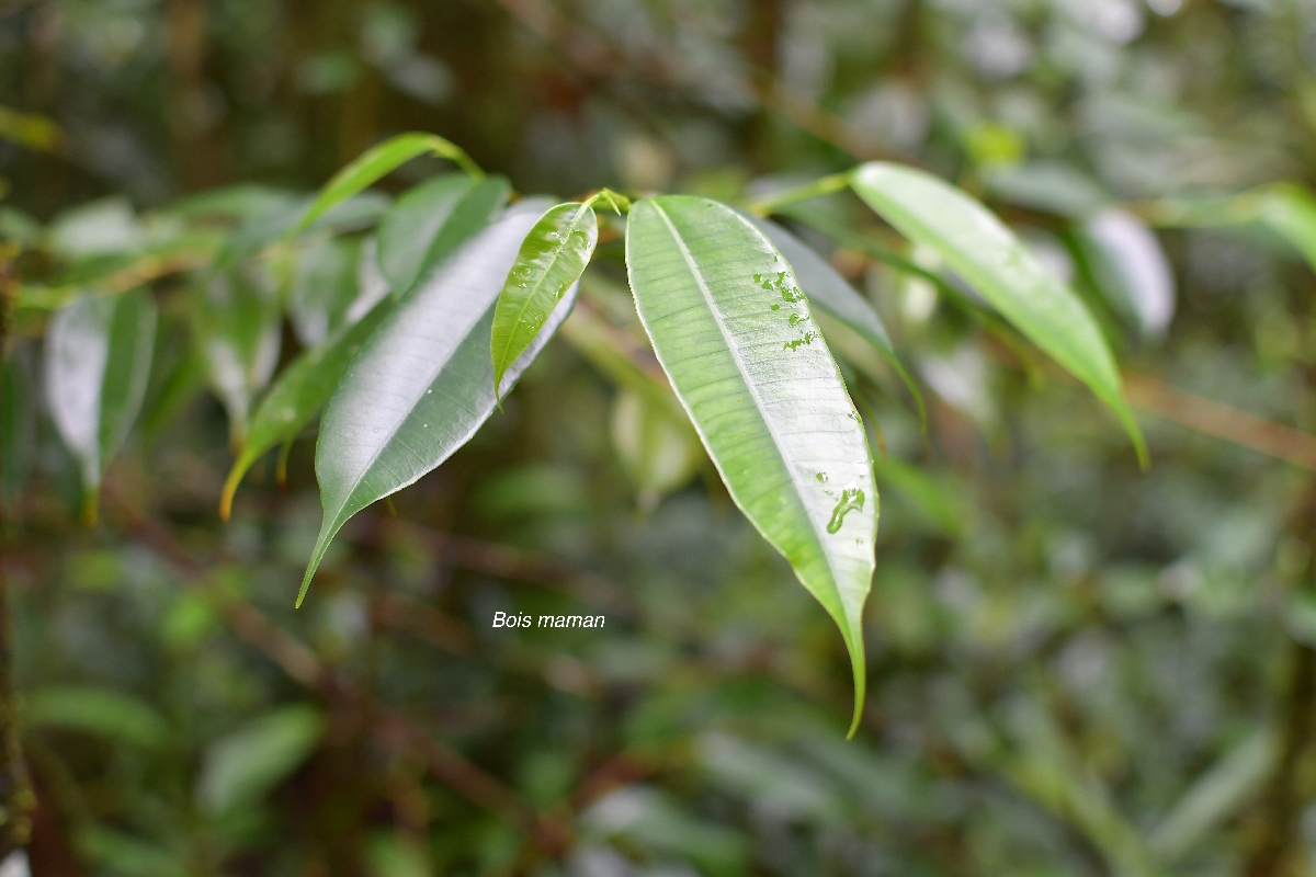 65 Maillardia borbonica Bois de maman Moraceae ENDEMIQUE LA REUNION .jpeg