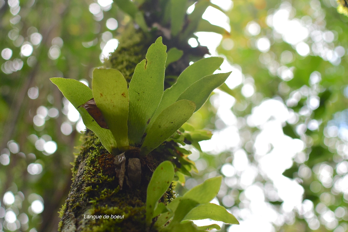 66 Anthrophyopsis boryana Langue de boeuf Pteridaceae INDIGENE LA REUNION .jpeg