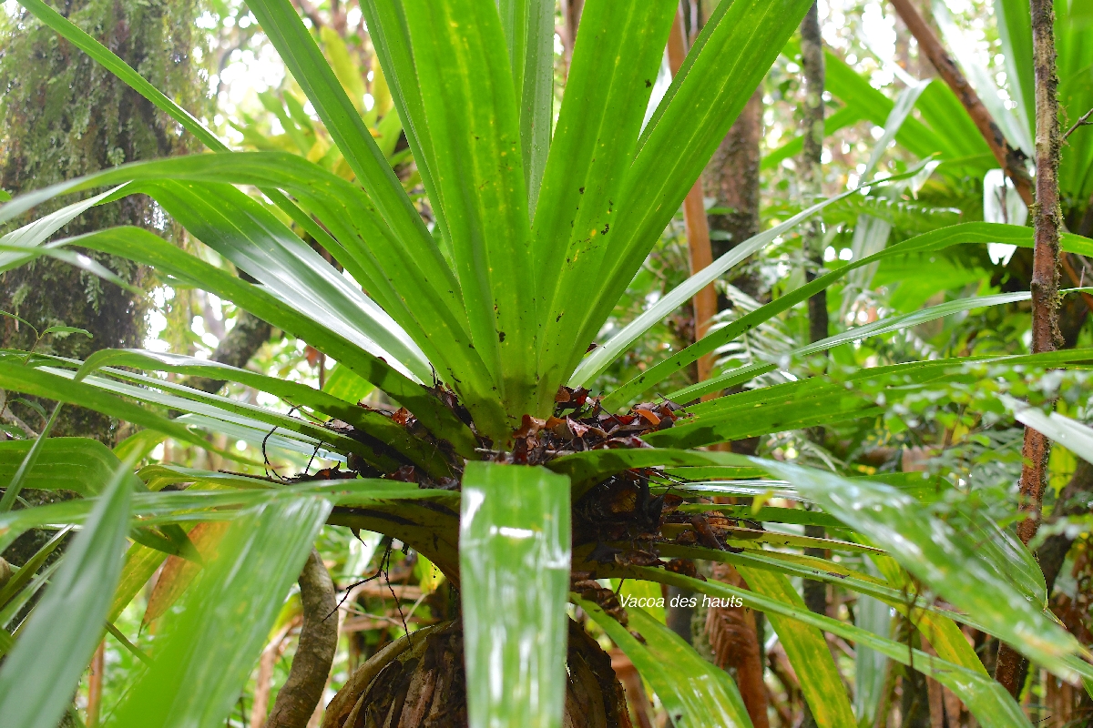 67 Pandanus purpurascens Vacoa des hauts Pandanaceae ENDEMIQUE LA REUNION .jpeg