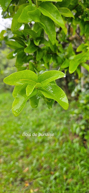 7 Grangeria borbonica Bois de punaise Chrysobalanaceae ENDEMIQUE LA REUNION,MAURICE 