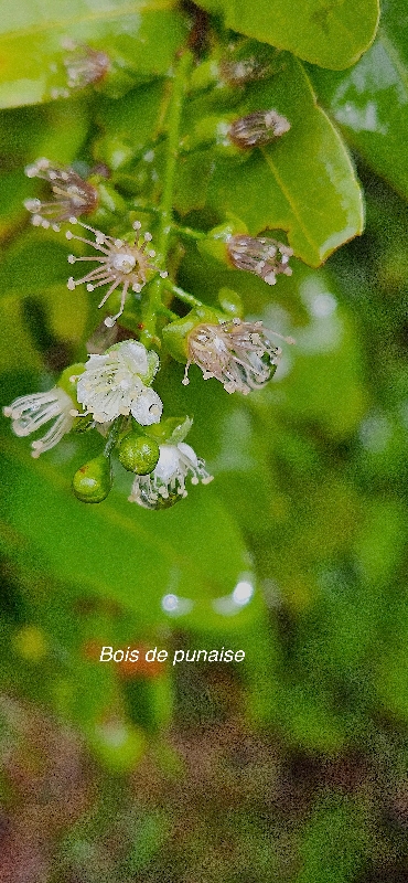 8 Grangeria borbonica Bois de punaise Chrysobalanaceae ENDEMIQUE LA REUNION, MAURICE