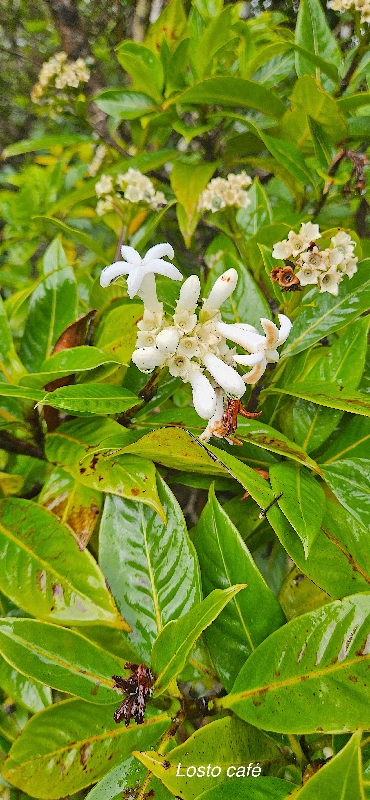 9 Gaertnera vaginata Losto CAFE Rubiaceae ENDEMIQUE LA REUNION 