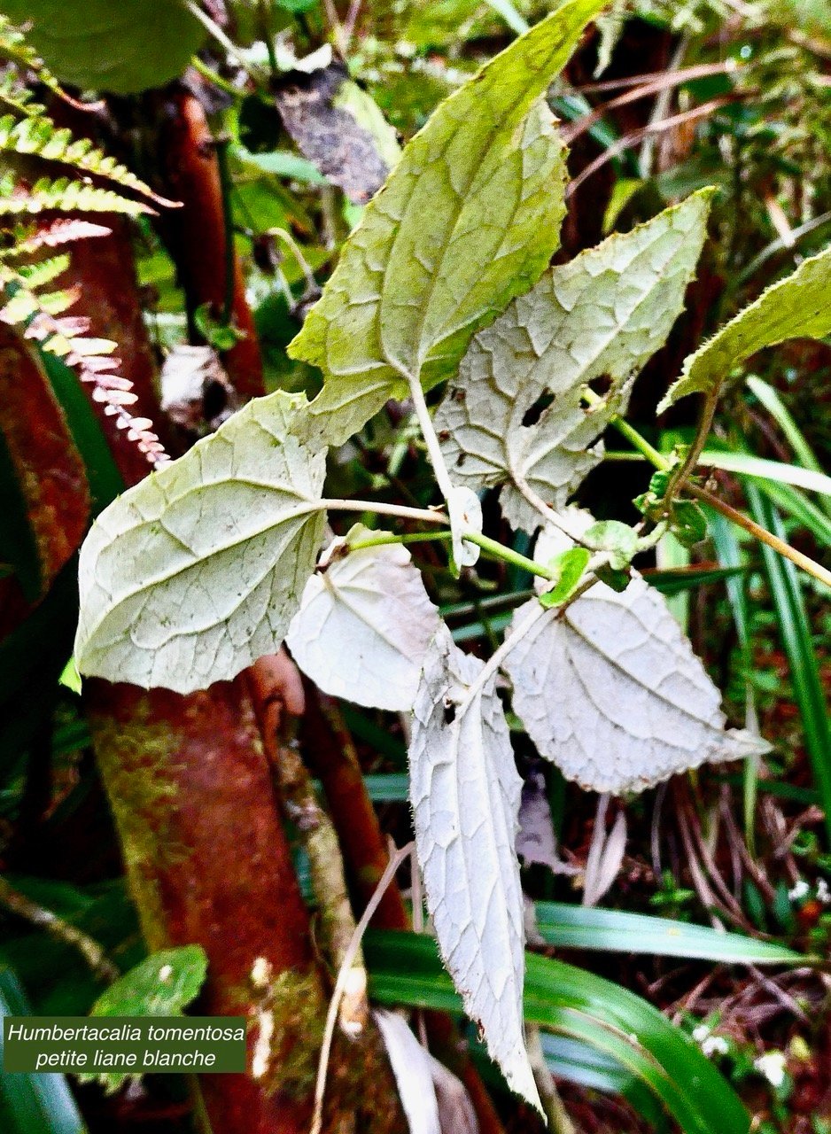 Humbertacalia tomentosa.petite liane blanche.( individu jeune . face inférieure des feuilles ) asteraceae.endémique Madagascar Mascareignes..jpeg