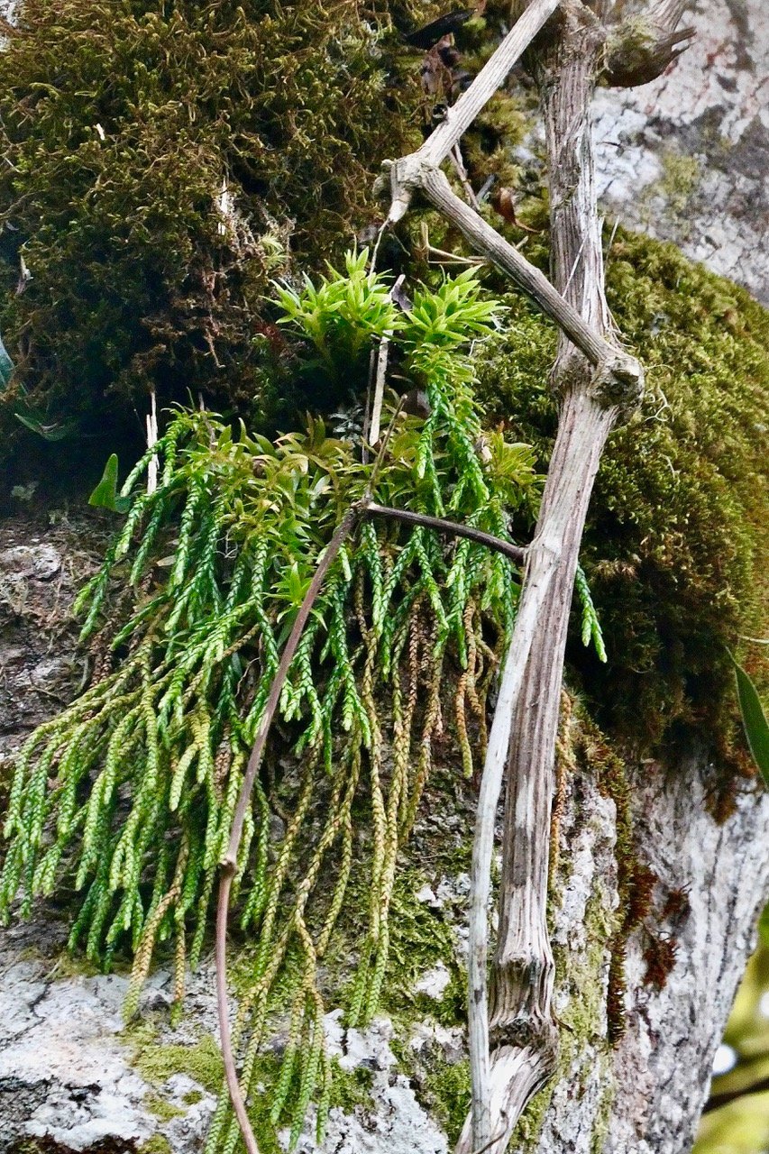 Huperzia ophioglossoides .épaulette. lycopodiaceae. indigène Réunion..jpeg