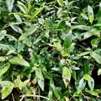 Acalypha integrifolia.bois de Charles.bois de violon. euphorbiaceae;endémique Madagascar Mascareignes..jpeg