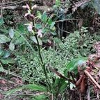 Calanthe sylvatica orchidaceae.Indigène Réunion (1).jpeg