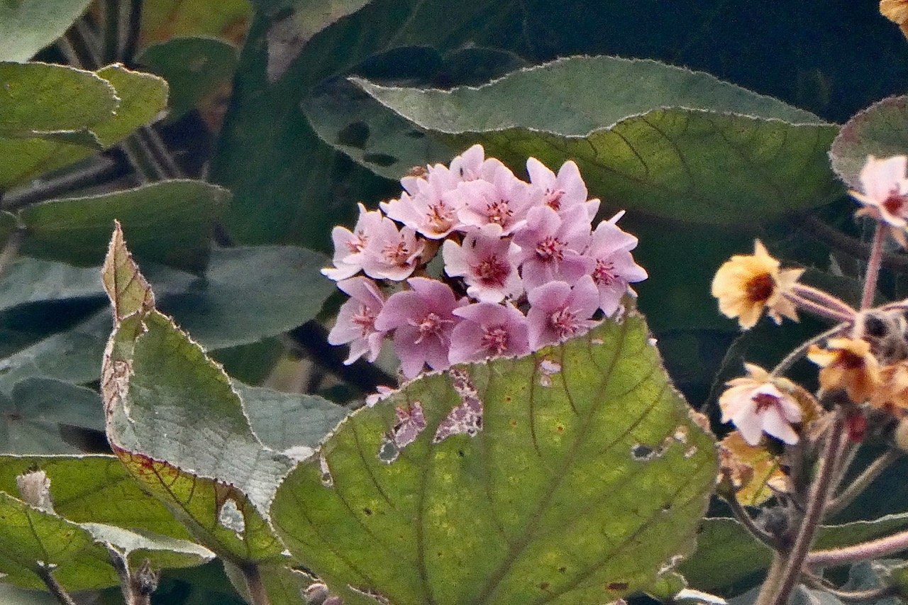Dombeya sp .malvaceae.endémique Réunion.jpeg