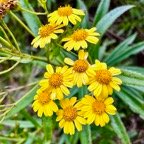 Faujasia salicifolia.chasse vieillesse.asteraceae.endémique Réunion.. (1).jpeg