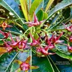 Forgesia racemosa.bois de Laurent-Martin.escalloniaceae.endémique Réunion. (1).jpeg