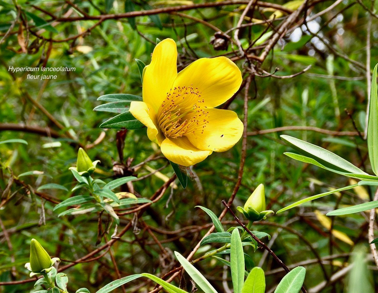 Hypericum lanceolatum subsp lanceolatum.fleur jaune des bas.hypericaceae.indigène Mascareignes. (1).jpeg