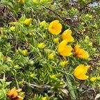 Hypericum lanceolatum subsp lanceolatum.fleur jaune des bas.hypericaceae.indigène Mascareignes..jpeg