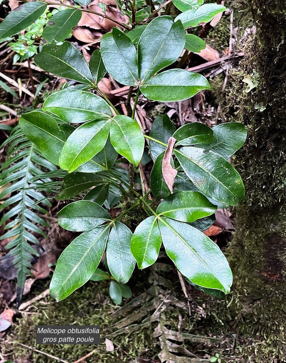 Melicope obtusifolia.gros patte poule.rutaceae. endémique Réunion Maurice..jpeg