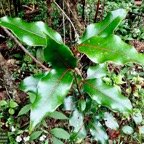 Ocotea obtusata  Cannelle  marron .lauraceae. endémique Réunion Maurice..jpeg